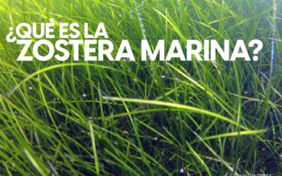 ¿Qué es la Zostera Marina?